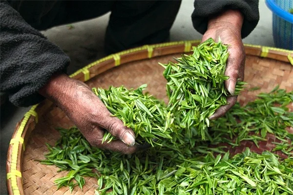 热带植物の冬越しは室内でできる？現役園芸家が教える5つのコツ