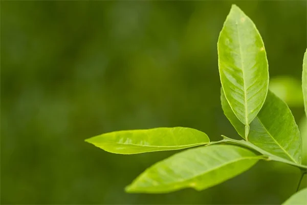 蝶を呼ぶ寄主植物8選：低維護で育てやすい種類と育て方のコツ