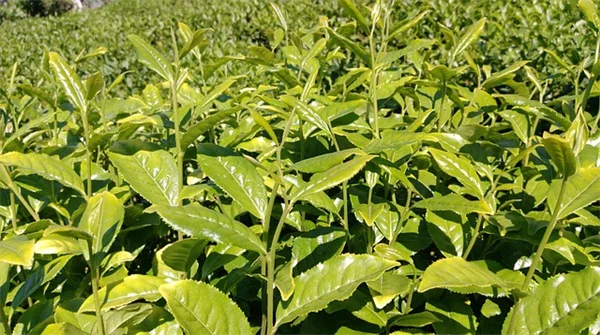 多肉植物「ETの指」を選ぶべき理由：経験者が語る3つのコツ
