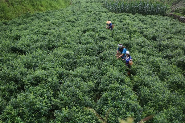 【2025年】庭に絶対欲しい！私が厳選した育てやすい多年生植物5選